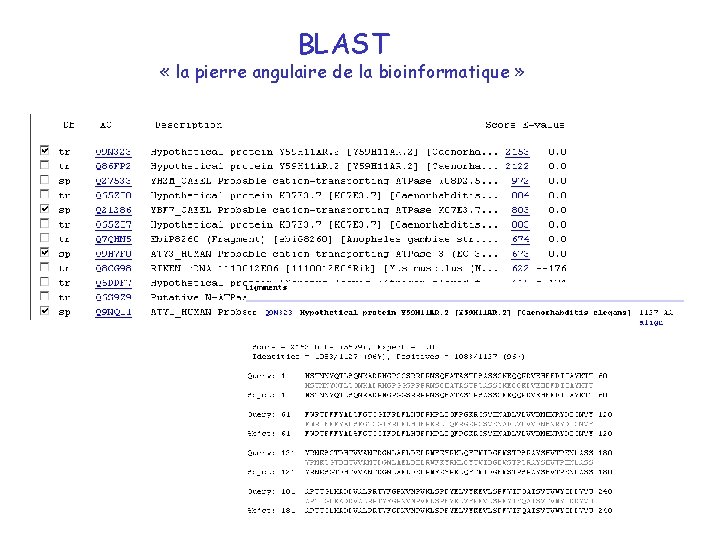 BLAST « la pierre angulaire de la bioinformatique » 