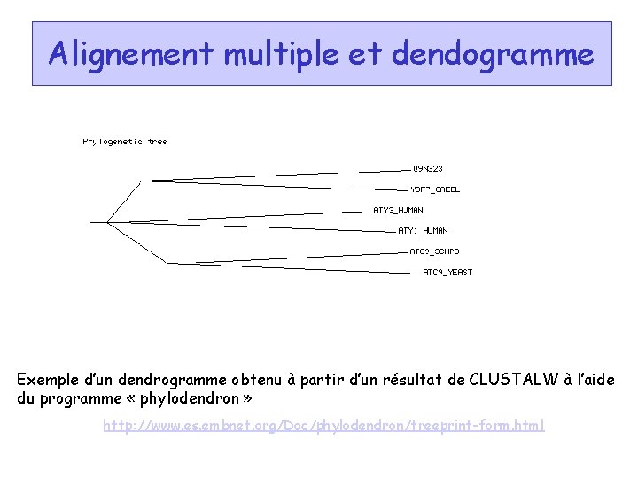 Alignement multiple et dendogramme Exemple d’un dendrogramme obtenu à partir d’un résultat de CLUSTALW