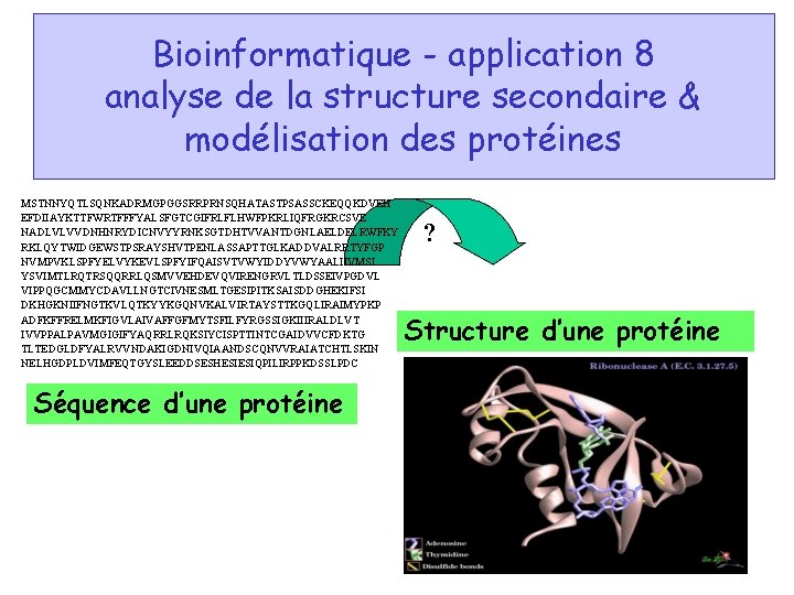 Bioinformatique - application 8 analyse de la structure secondaire & modélisation des protéines MSTNNYQTLSQNKADRMGPGGSRRPRNSQHATASTPSASSCKEQQKDVEH