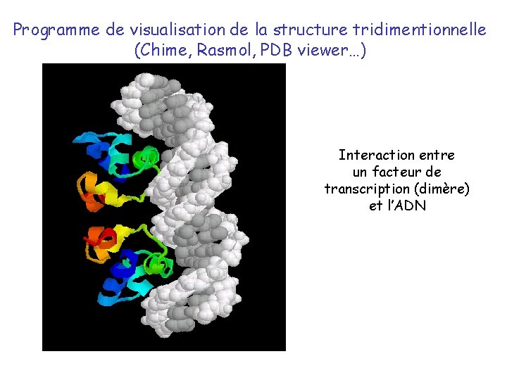 Programme de visualisation de la structure tridimentionnelle (Chime, Rasmol, PDB viewer…) Interaction entre un