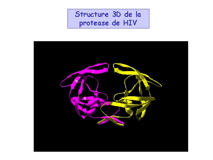 Structure 3 D de la protease de HIV 