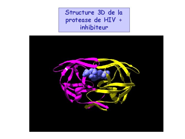 Structure 3 D de la protease de HIV + inhibiteur 