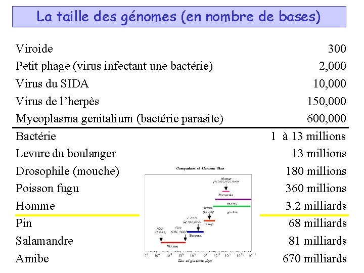 La taille des génomes (en nombre de bases) Viroide Petit phage (virus infectant une