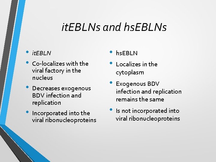 it. EBLNs and hs. EBLNs • • it. EBLN Co-localizes with the viral factory