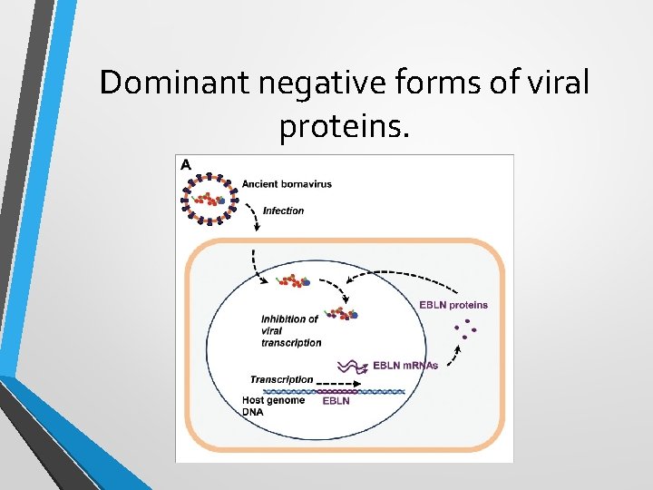 Dominant negative forms of viral proteins. 