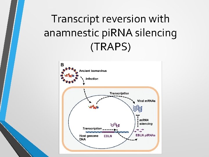 Transcript reversion with anamnestic pi. RNA silencing (TRAPS) 