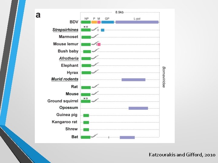 Katzourakis and Gifford, 2010 