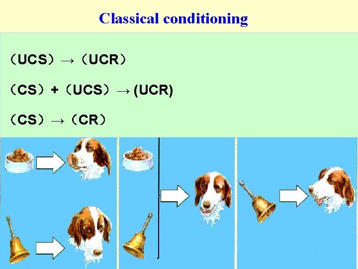 Classical conditioning (UCS)→(UCR) (CS)+(UCS)→ (UCR) (CS)→(CR) Classical conditioning (UCS)→(UCR) (CS)+(UCS)→ (UCR) (CS)→(CR)
