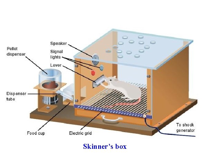 Skinner’s box Skinner’s box