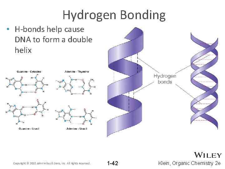 Hydrogen Bonding • H-bonds help cause DNA to form a double helix Copyright ©