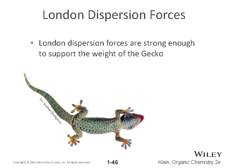 London Dispersion Forces • London dispersion forces are strong enough to support the weight