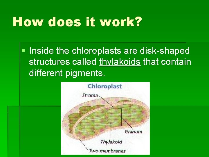 How does it work? § Inside the chloroplasts are disk-shaped structures called thylakoids that