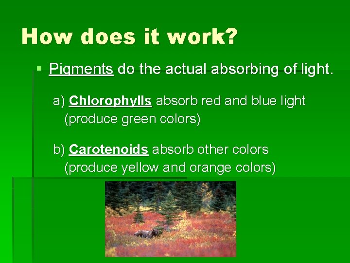 How does it work? § Pigments do the actual absorbing of light. a) Chlorophylls