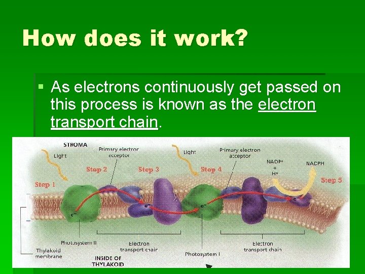 How does it work? § As electrons continuously get passed on this process is