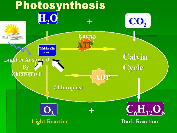 Photosynthesis H 2 O + CO 2 Energy Which splits water ATP Light is