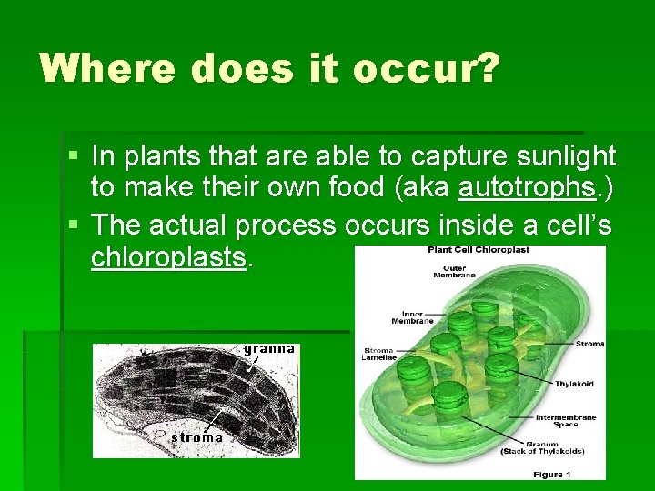 Where does it occur? § In plants that are able to capture sunlight to