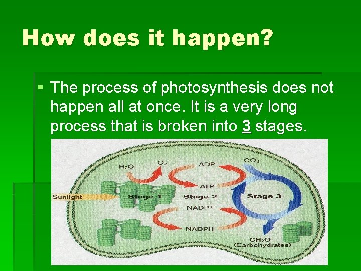 How does it happen? § The process of photosynthesis does not happen all at