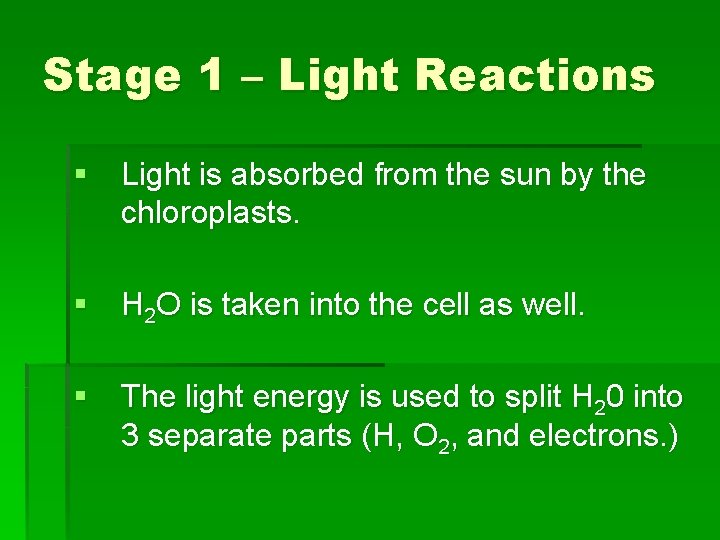 Stage 1 – Light Reactions § Light is absorbed from the sun by the