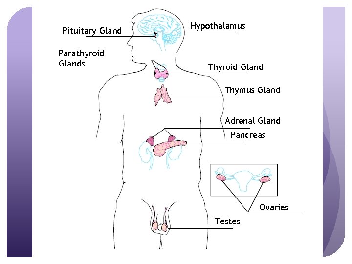 Pituitary Gland Parathyroid Glands Hypothalamus Thyroid Gland Thymus Gland Adrenal Gland Pancreas Ovaries Testes
