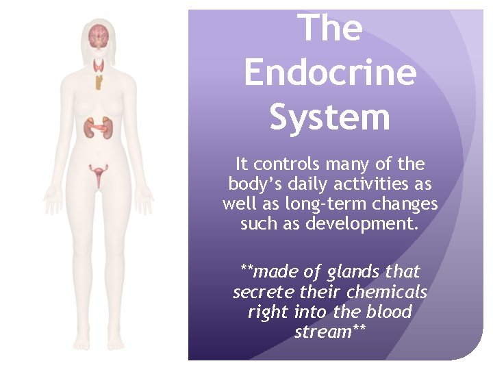 The Endocrine System It controls many of the body’s daily activities as well as