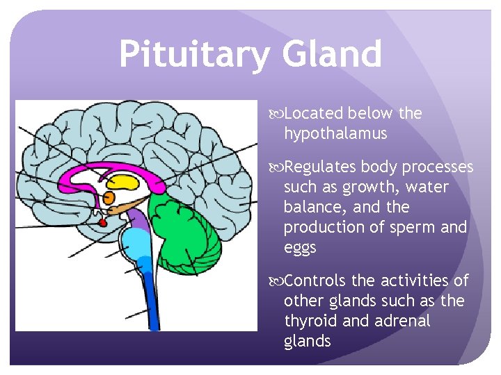 Pituitary Gland Located below the hypothalamus Regulates body processes such as growth, water balance,