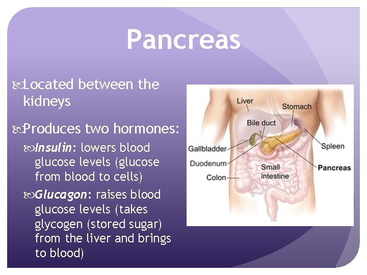 Pancreas Located between the kidneys Produces two hormones: Insulin: lowers blood glucose levels (glucose