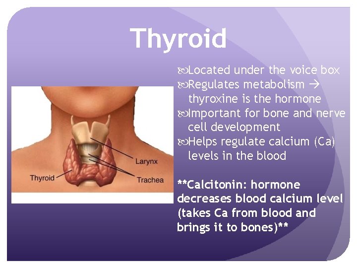 Thyroid Located under the voice box Regulates metabolism thyroxine is the hormone Important for