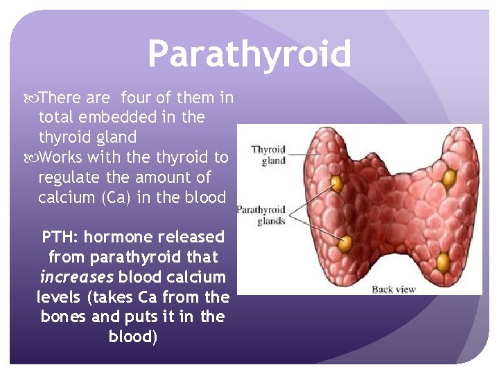 Parathyroid There are four of them in total embedded in the thyroid gland Works