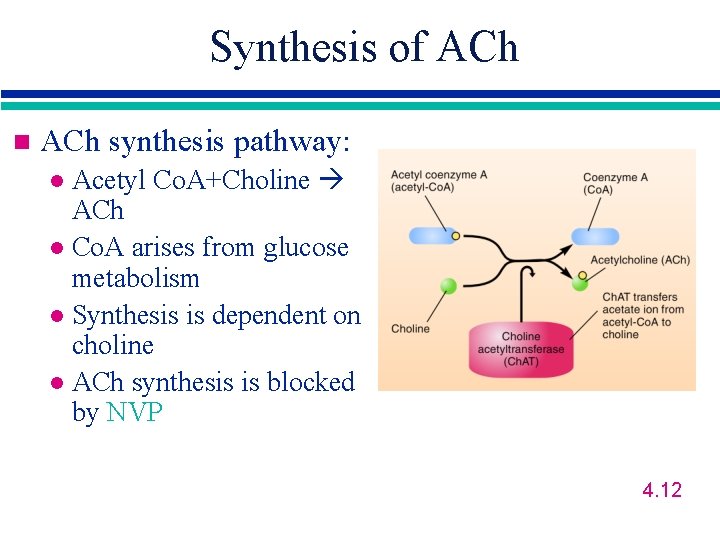 Synthesis of ACh n ACh synthesis pathway: Acetyl Co. A+Choline ACh l Co. A