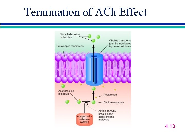 Termination of ACh Effect 4. 13 