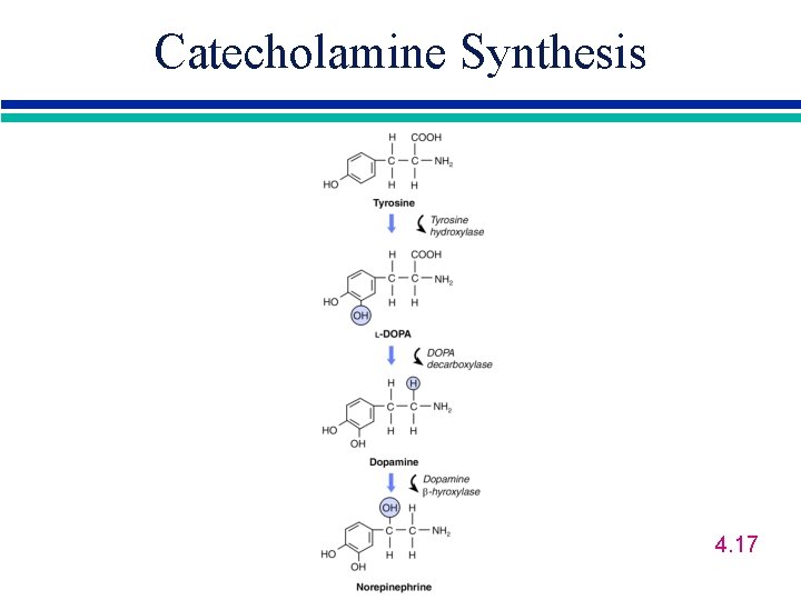 Catecholamine Synthesis 4. 17 