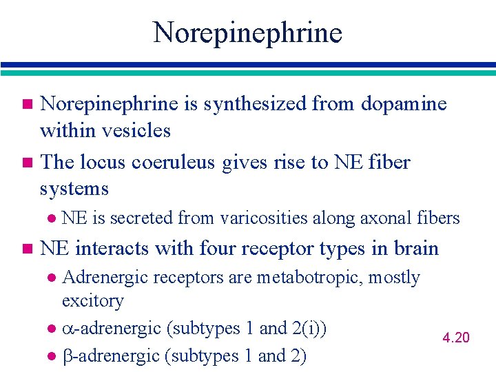 Norepinephrine is synthesized from dopamine within vesicles n The locus coeruleus gives rise to