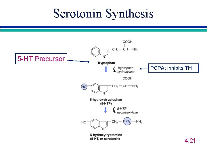Serotonin Synthesis 5 -HT Precursor PCPA: inhibits TH 4. 21 