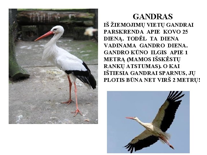 GANDRAS IŠ ŽIEMOJIMŲ VIETŲ GANDRAI PARSKRENDA APIE KOVO 25 DIENĄ. TODĖL TA DIENA VADINAMA