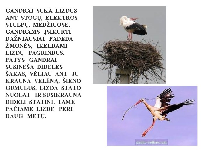 GANDRAI SUKA LIZDUS ANT STOGŲ, ELEKTROS STULPŲ, MEDŽIUOSE. GANDRAMS ĮSIKURTI DAŽNIAUSIAI PADEDA ŽMONĖS, ĮKELDAMI
