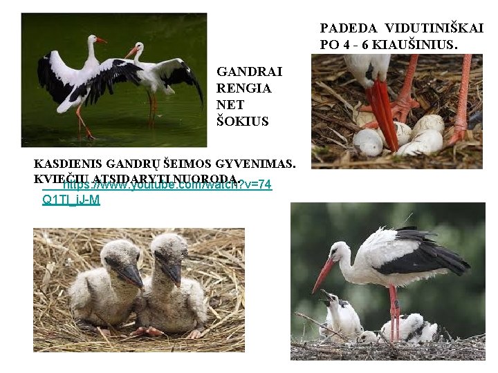 PADEDA VIDUTINIŠKAI PO 4 - 6 KIAUŠINIUS. GANDRAI RENGIA NET ŠOKIUS KASDIENIS GANDRŲ ŠEIMOS