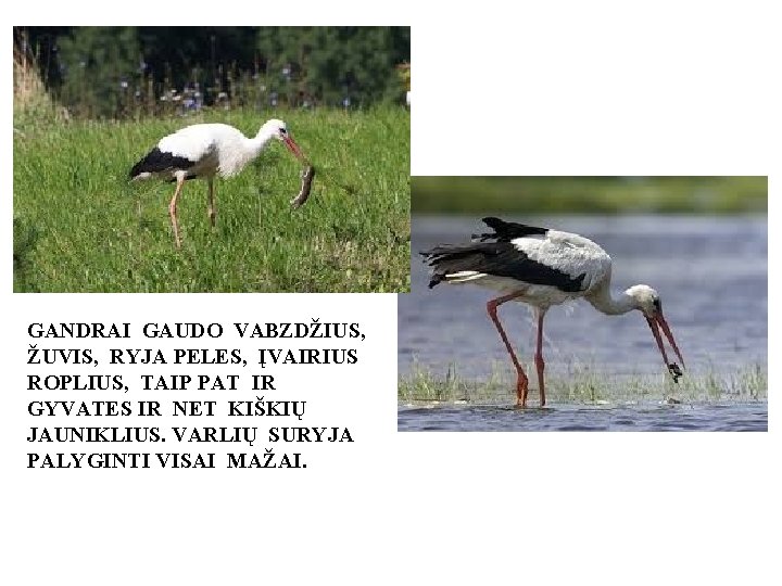 GANDRAI GAUDO VABZDŽIUS, ŽUVIS, RYJA PELES, ĮVAIRIUS ROPLIUS, TAIP PAT IR GYVATES IR NET