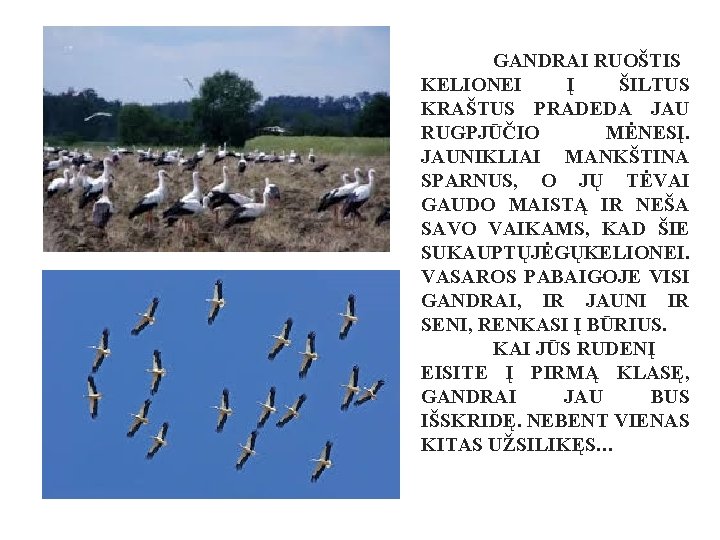 GANDRAI RUOŠTIS KELIONEI Į ŠILTUS KRAŠTUS PRADEDA JAU RUGPJŪČIO MĖNESĮ. JAUNIKLIAI MANKŠTINA SPARNUS, O