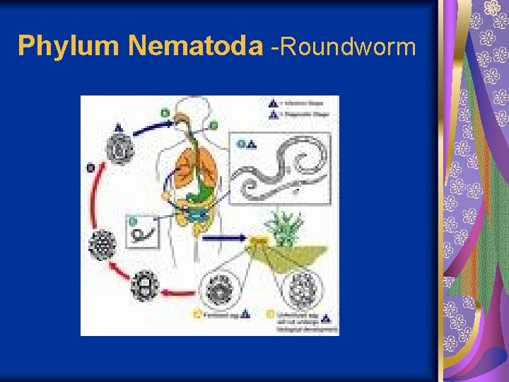 Phylum Nematoda -Roundworm 