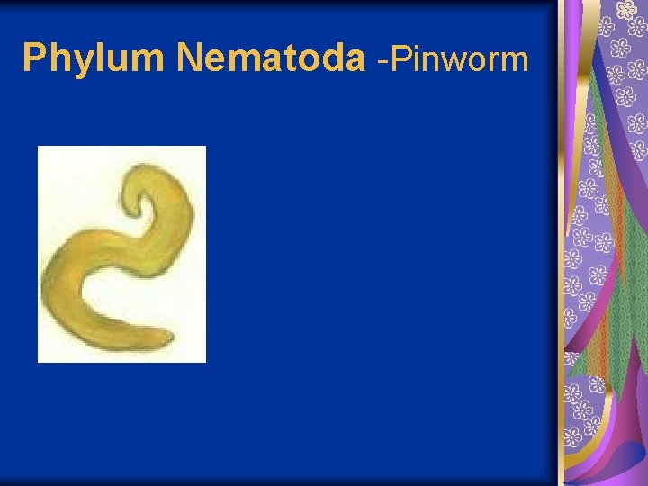 Phylum Nematoda -Pinworm 