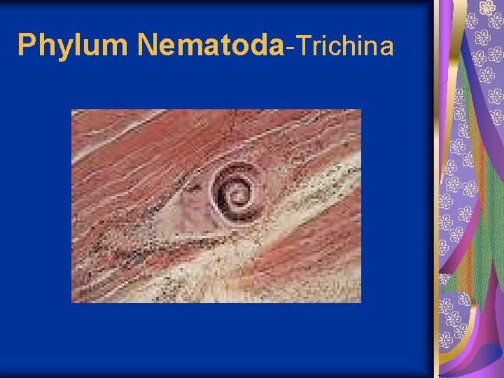 Phylum Nematoda-Trichina 