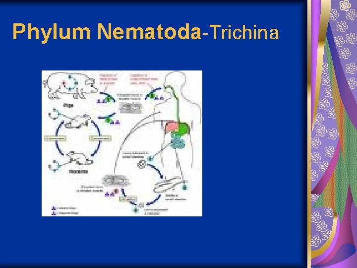 Phylum Nematoda-Trichina 
