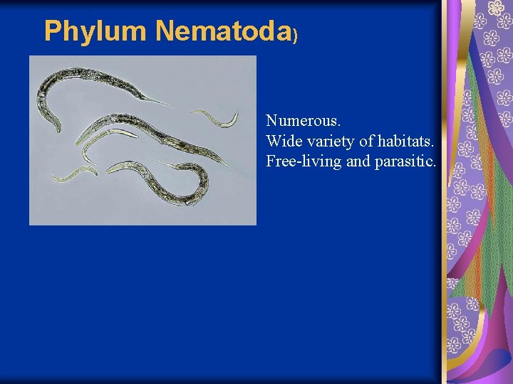 Phylum Nematoda) Numerous. Wide variety of habitats. Free-living and parasitic. 