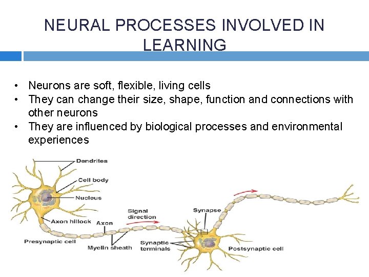 NEURAL PROCESSES INVOLVED IN LEARNING • Neurons are soft, flexible, living cells • They