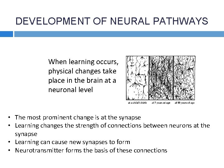 DEVELOPMENT OF NEURAL PATHWAYS When learning occurs, physical changes take place in the brain
