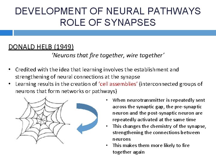 DEVELOPMENT OF NEURAL PATHWAYS ROLE OF SYNAPSES DONALD HELB (1949) ‘Neurons that fire together,