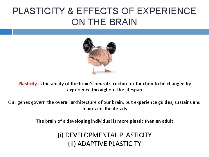 PLASTICITY & EFFECTS OF EXPERIENCE ON THE BRAIN Plasticity is the ability of the