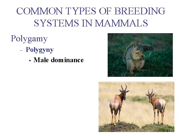 COMMON TYPES OF BREEDING SYSTEMS IN MAMMALS Polygamy – Polygyny • Male dominance 