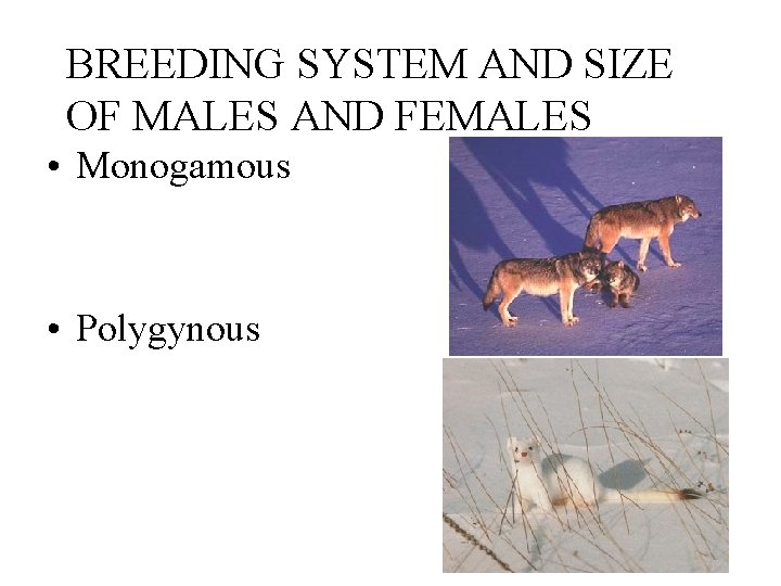 BREEDING SYSTEM AND SIZE OF MALES AND FEMALES • Monogamous • Polygynous 