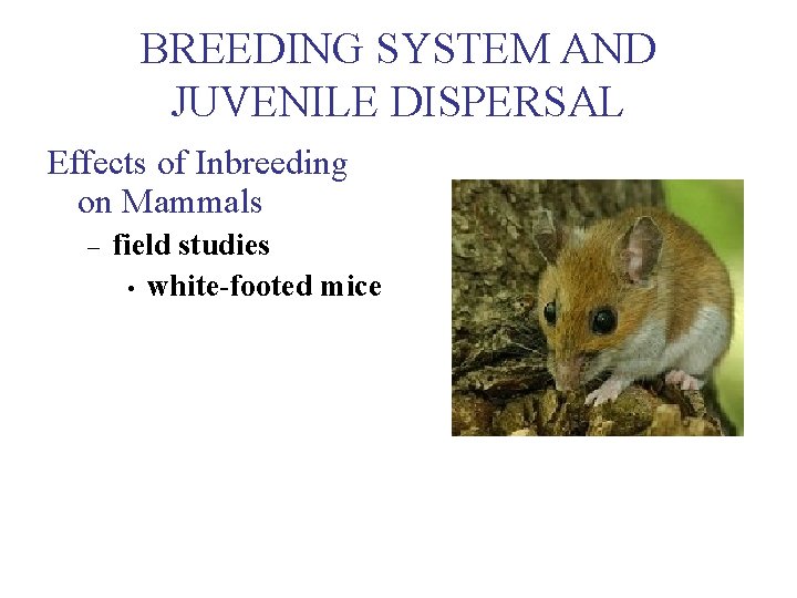 BREEDING SYSTEM AND JUVENILE DISPERSAL Effects of Inbreeding on Mammals – field studies •